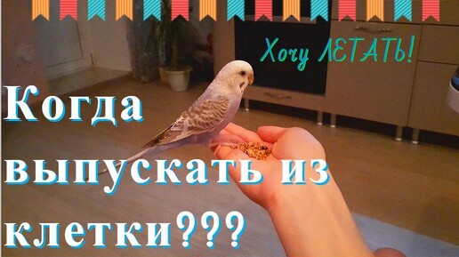 Купили попугая. Когда же его выпускать из клетки? Когда выпускать попугая из клетки, после покупки?