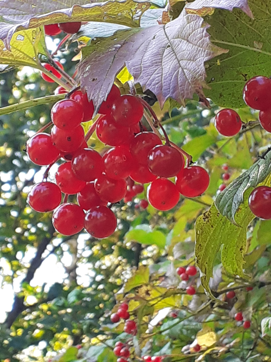 Центральный лист как перламутровый - цвета перетекают один в другой