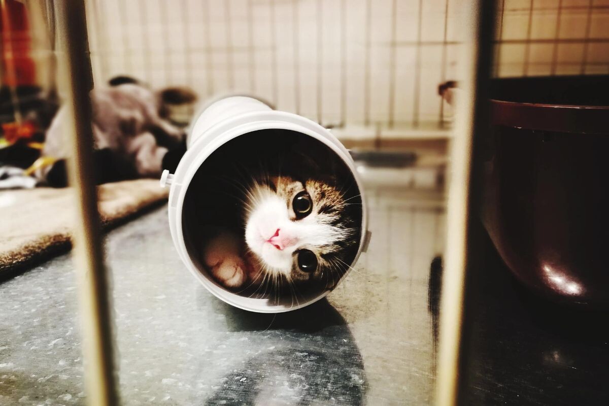 "Жидкий" котик 