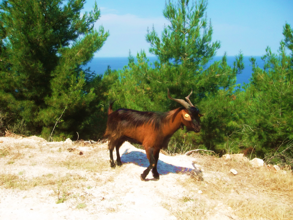 Тассос. Фото автора 