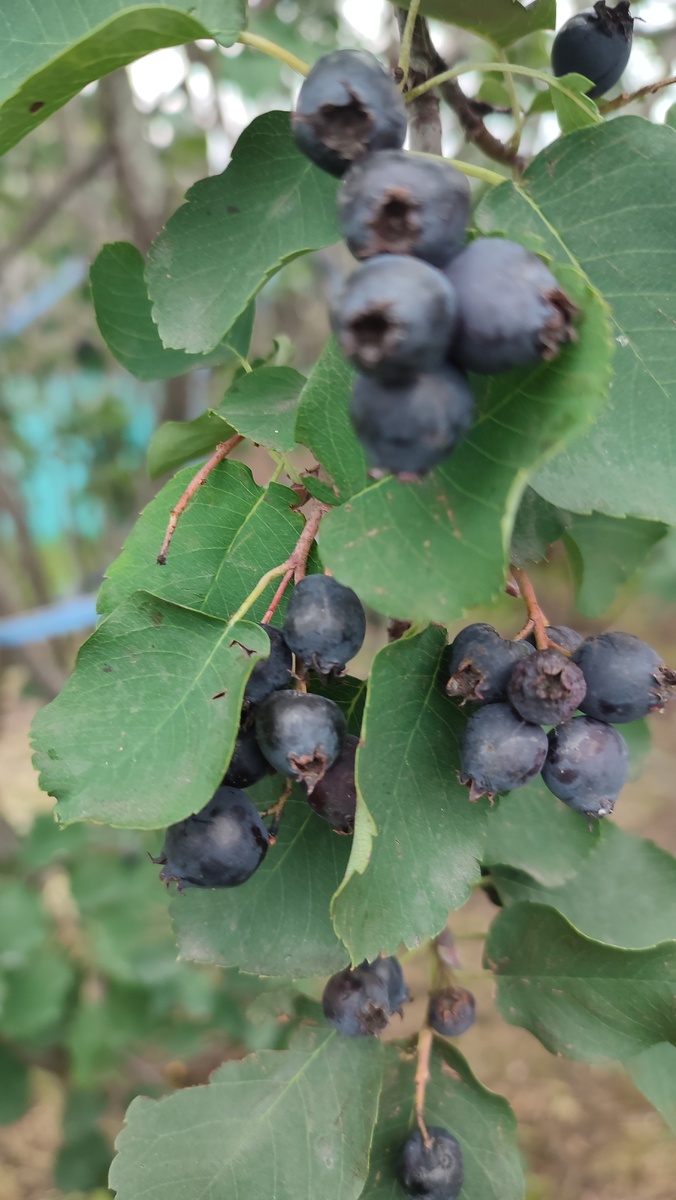 Ирга - кладезь витаминов. 