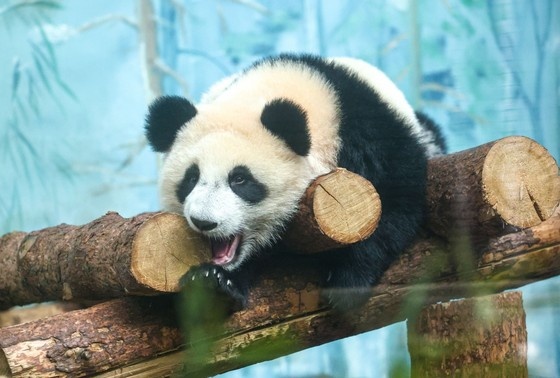    Панда Катюша