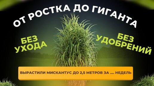 Из маленького ростка в гиганта - впечатляющий рост Мискантуса Гигантского