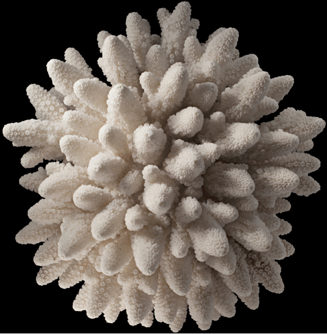 Кораллы / Acropora millepora