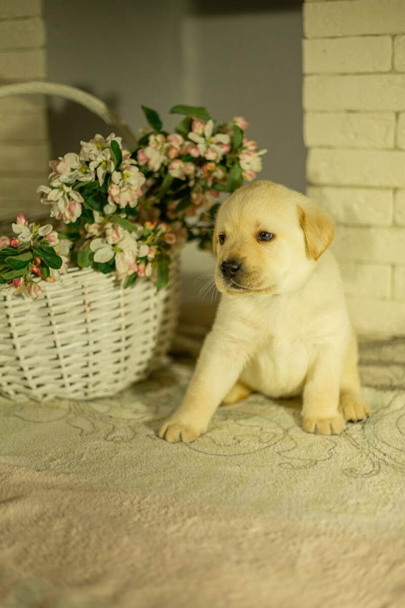Заводчики делали фотосессию щенков 😍
