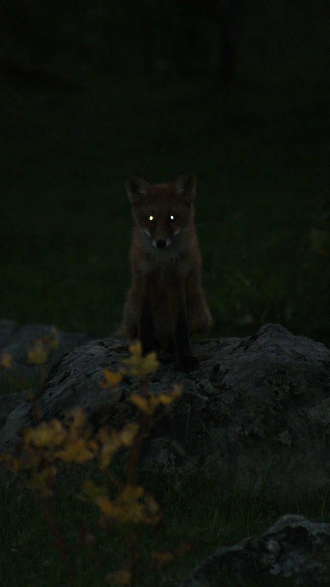 Я прихожу, откуда хочу, и баста!