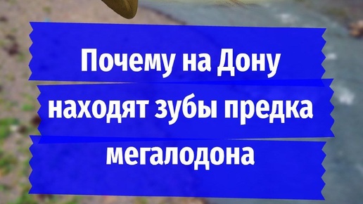 Почему на Дону находят зубы предка мегалодона