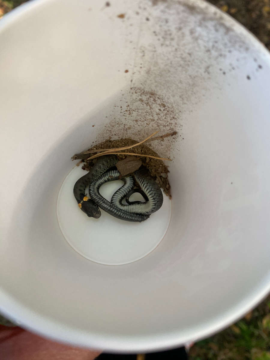 Этого пришлось переносить с помощью стаканчика, испугался и не хотел уползать с велодорожки. Зато в стакан залез сам 😊