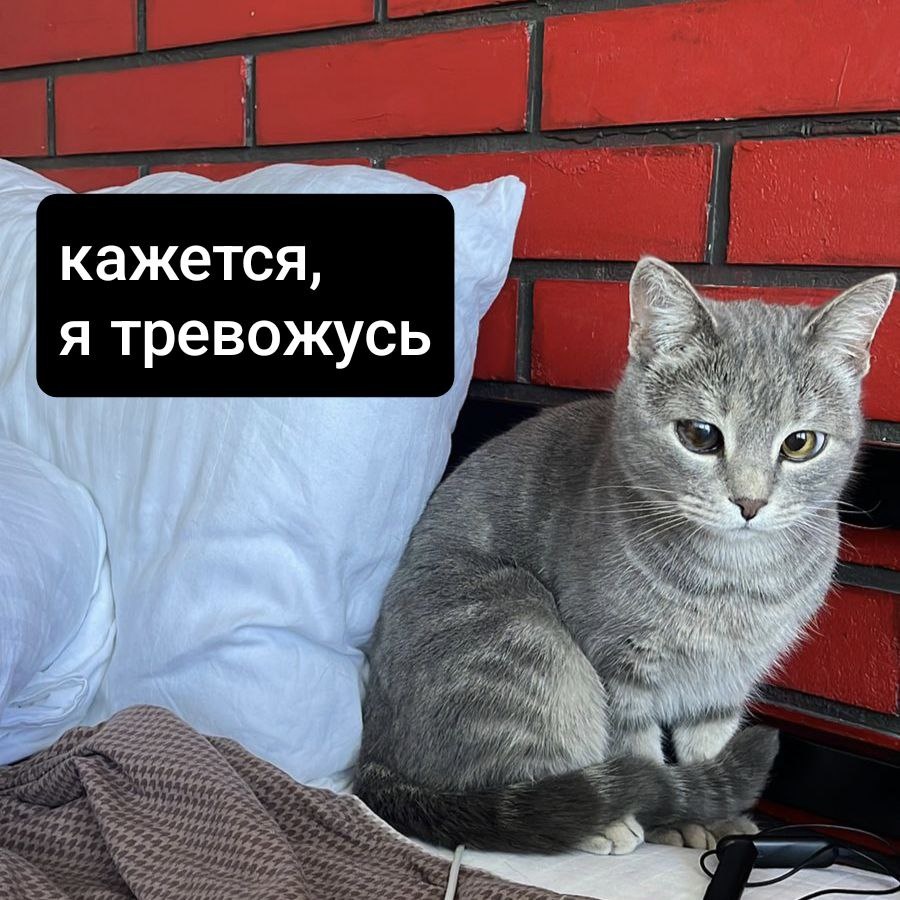 Котик тревожится о будущем. Не будем как котик.