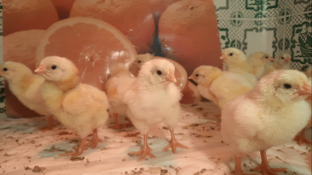 Суточные цыплята-бройлеры