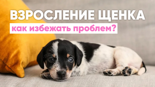 В вашей жизни появился ЩЕНОК🐾 Какие ПРОБЛЕМЫ могут возникнуть в воспитании и как их РЕШИТЬ✅