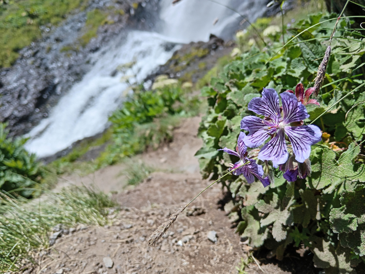 Цветочек на тропе к водопаду Терскол в июле 2024. Фото автора. 