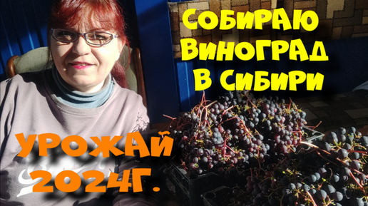 СОБИРАЮ УРОЖАЙ ВИНОГРАДА В СИБИРИ 2024г.