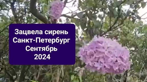 Зацвела сирень. Санкт-Петербург. Сентябрь. 2024