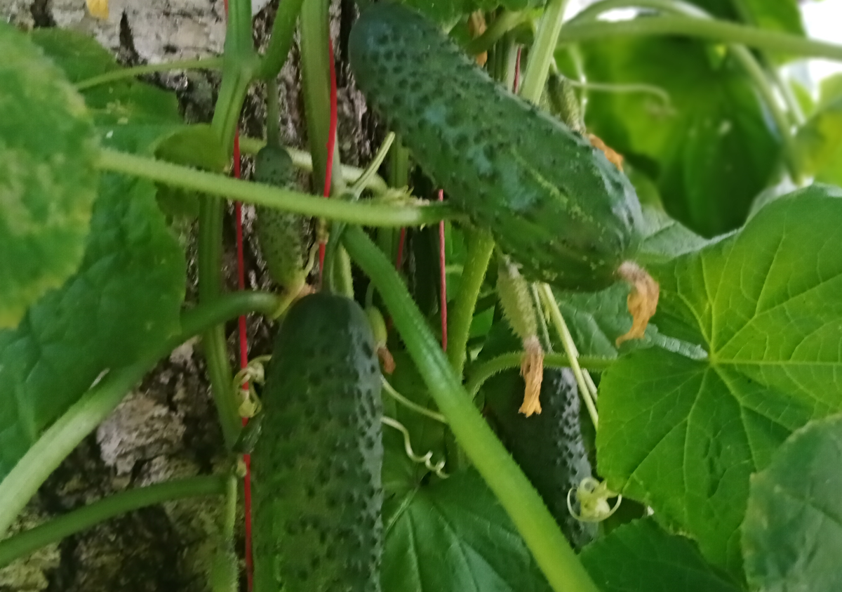 Фото середины июля, как и видео.