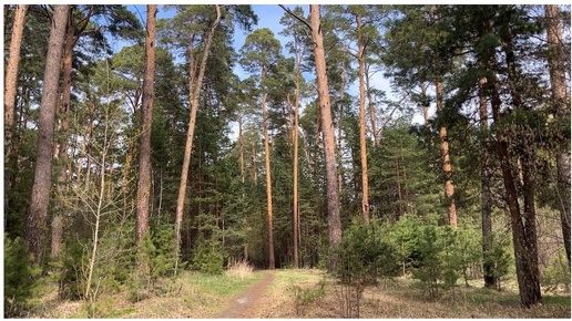 ЗВУКИ ПРИРОДЫ И ШЕПОТ ДЛЯ СНА🌿УСЫПЛЯЮЩАЯ ПРОГУЛКА Пение птиц Звуки Леса Для Релаксации Сна Медитации