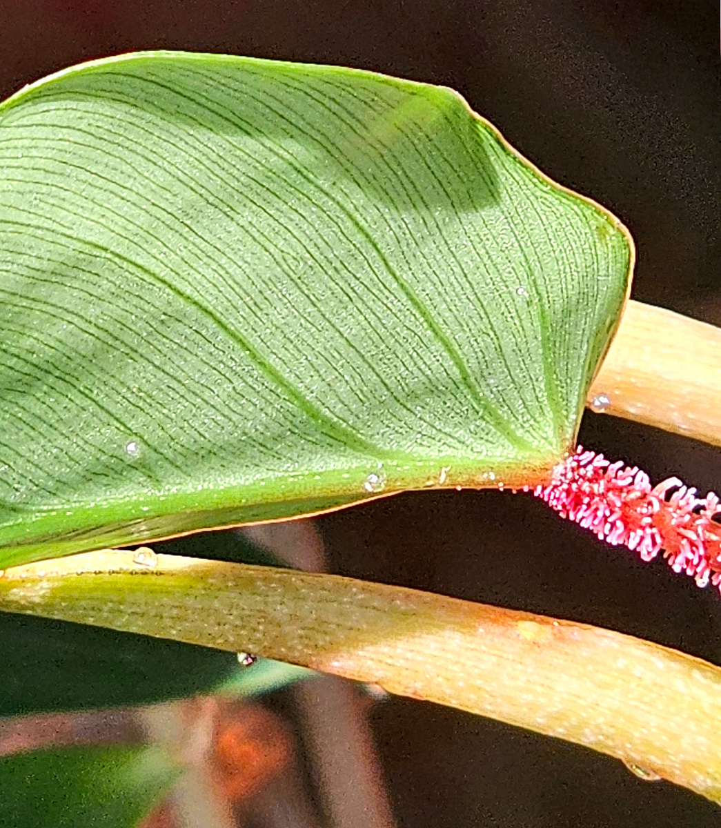 На фото Филодендрон Сквамиферум.