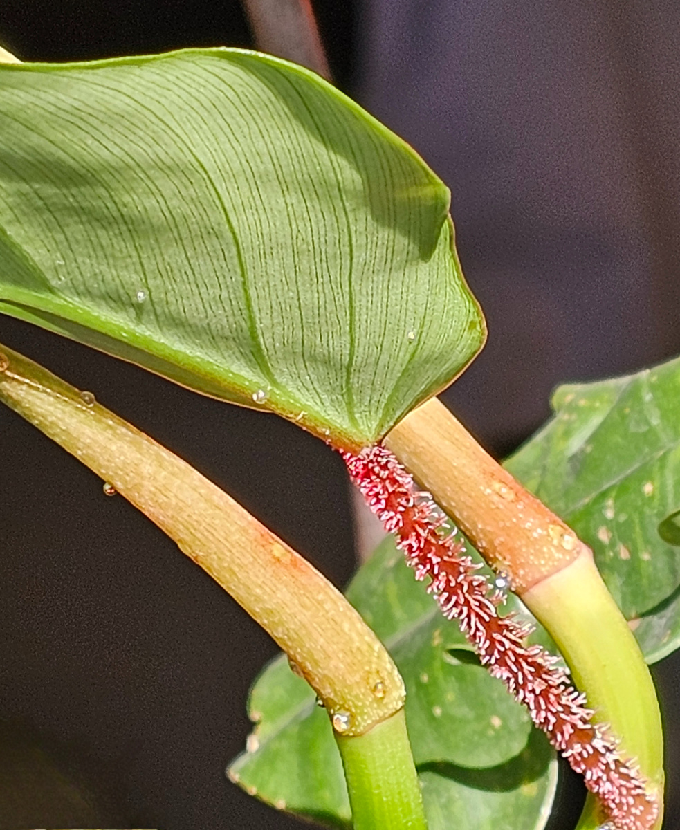 На фото Филодендрон Сквамиферум.