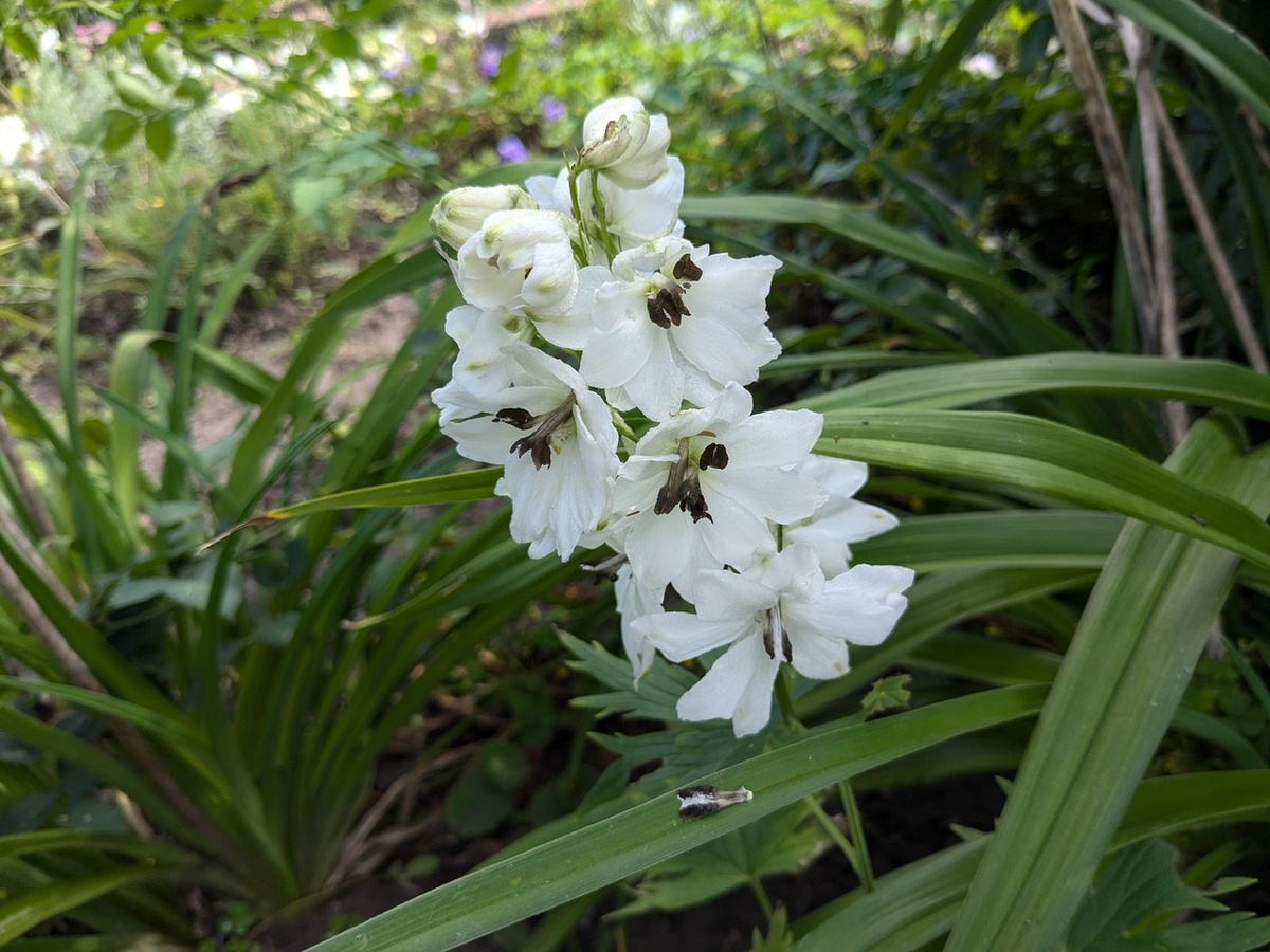 Дельфиниум