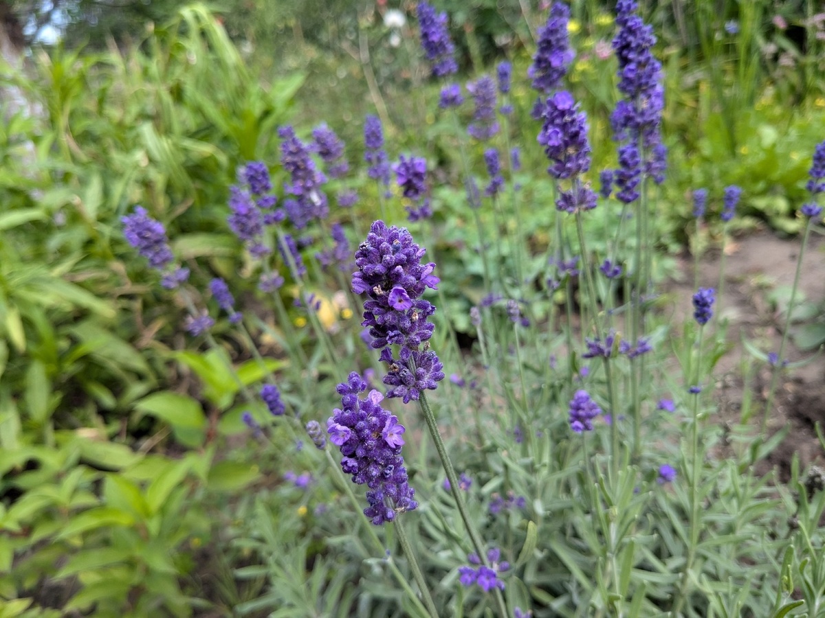 Лаванда узколистная Hidcote Blue Straine
