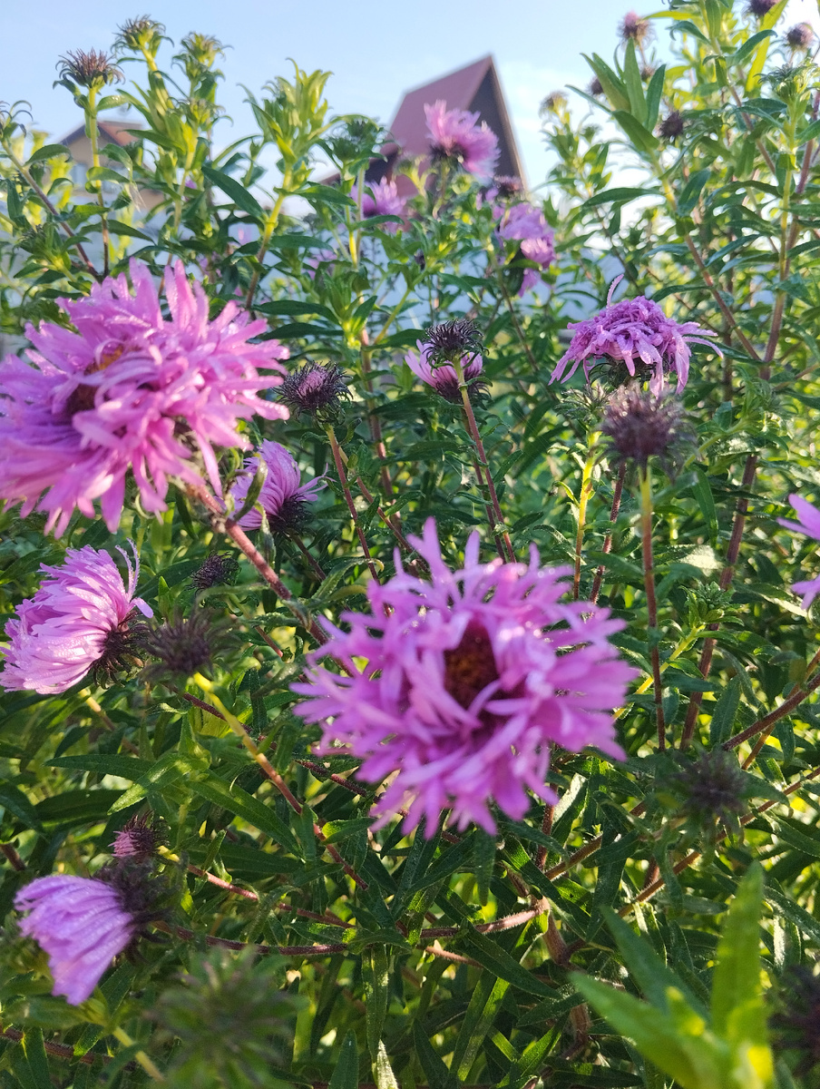 Фото из моего смешного огорода