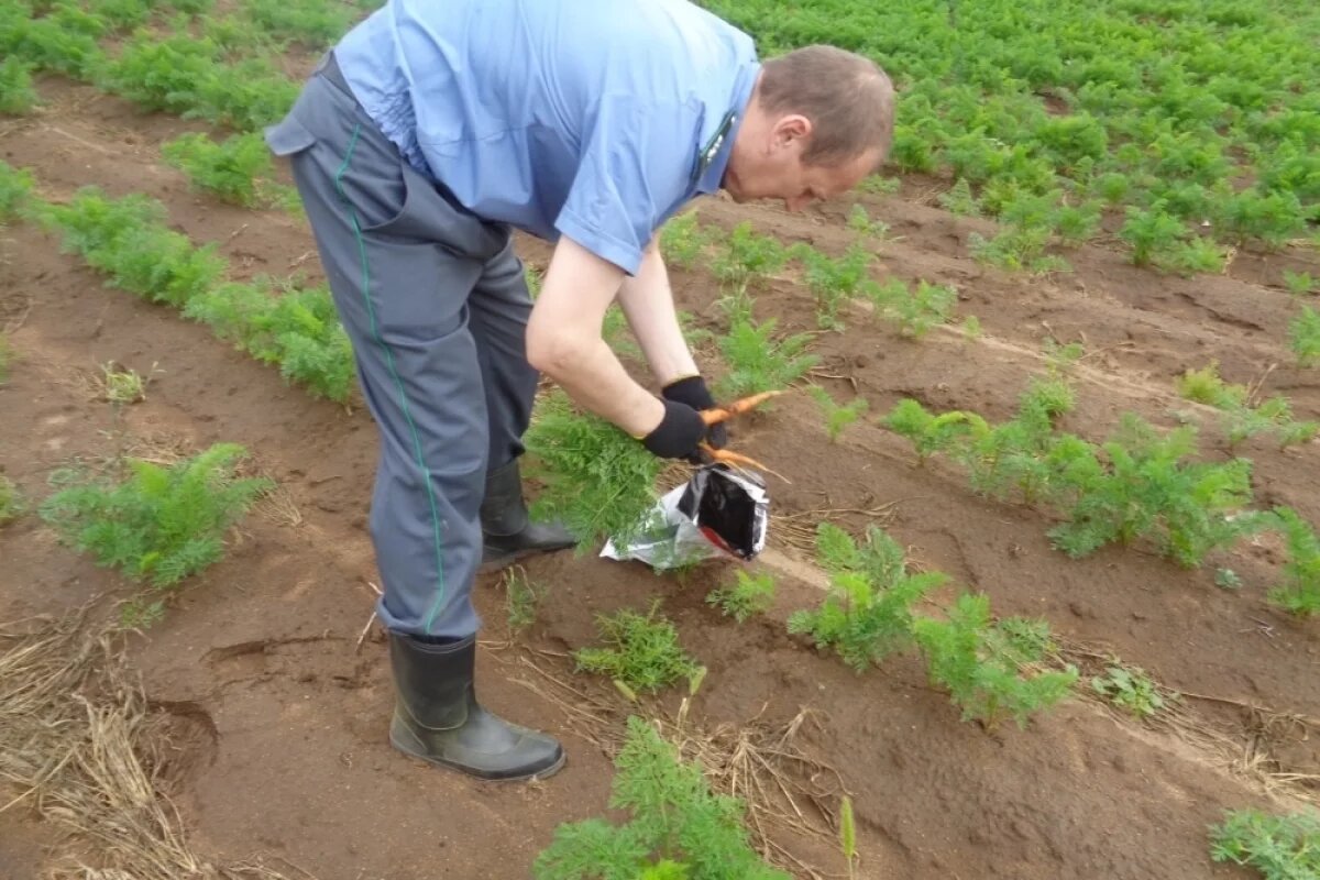    Повышенное содержание химикатов нашли в бурятском картофеле и морковке