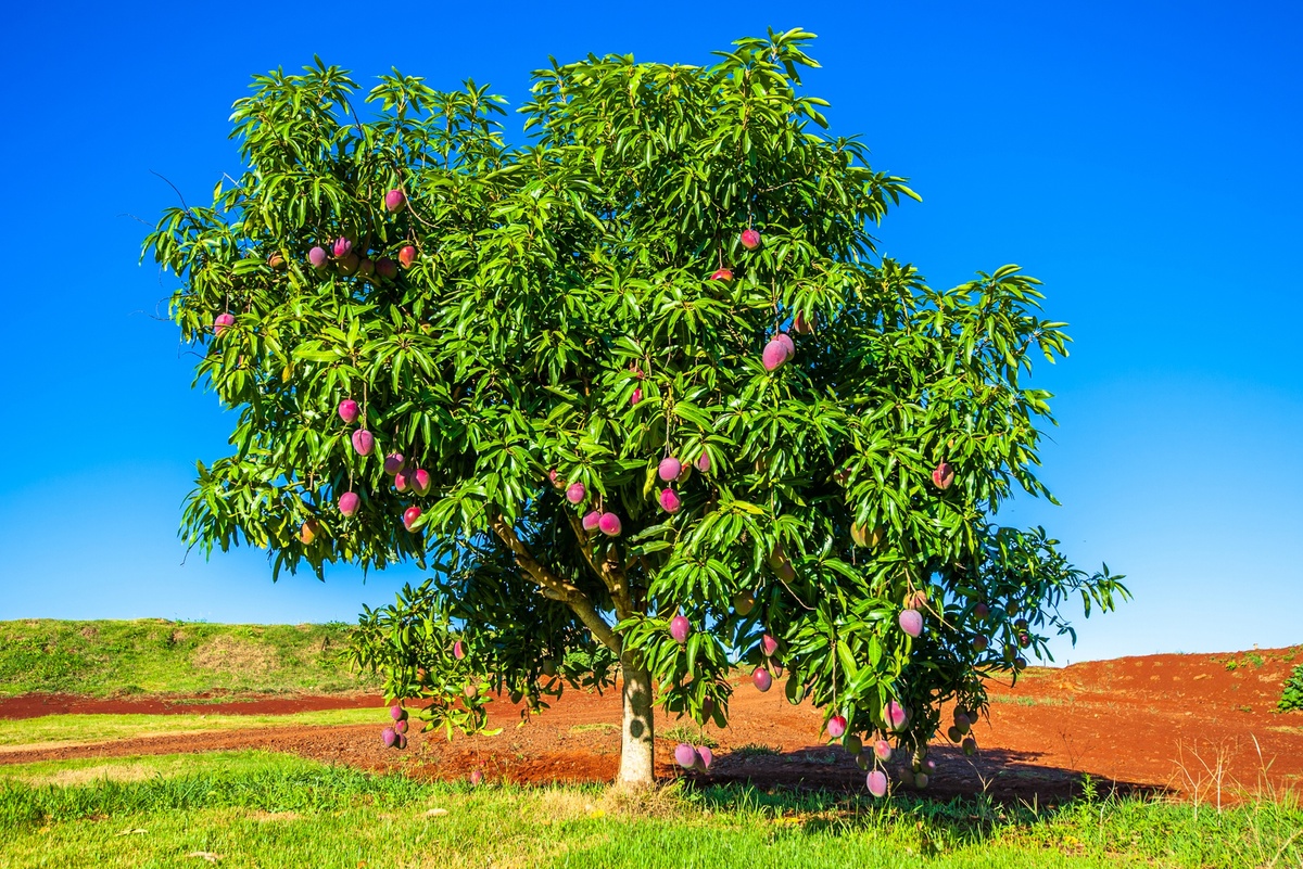    Манго выращивают более 8 тысяч лет. / Фото: iStock