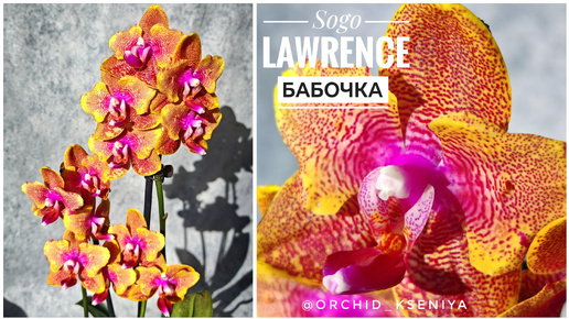 Phal. Sogo Lawrence butterfly 🧡 Яркая рыжая восковая орхидея бабочка Сого Лоуренс | Ароматный сорт