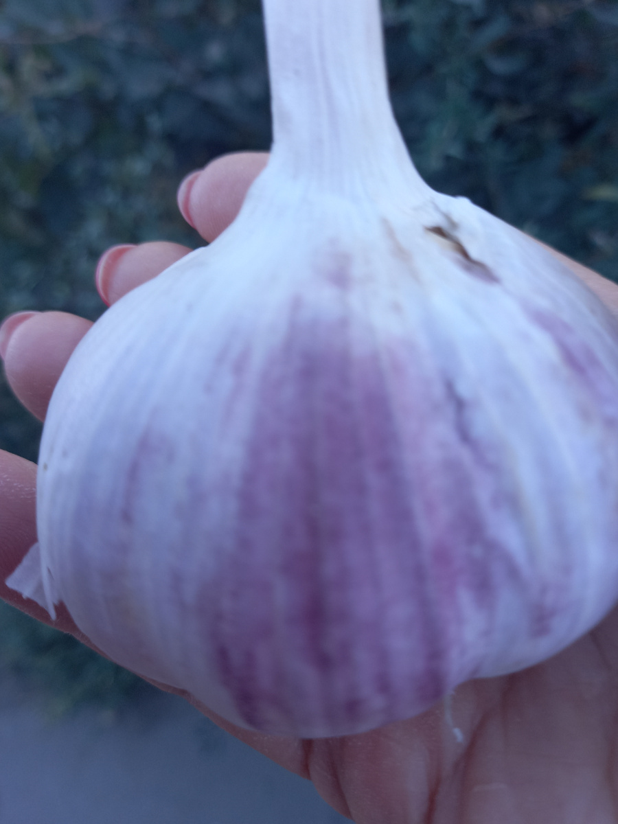 урожай 24 года