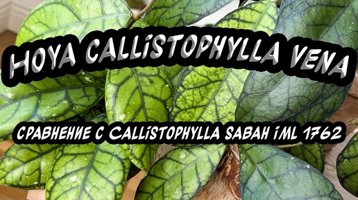 Hoya Callistophylla Vena Сравнение с Callistophylla Sabah IML 1762