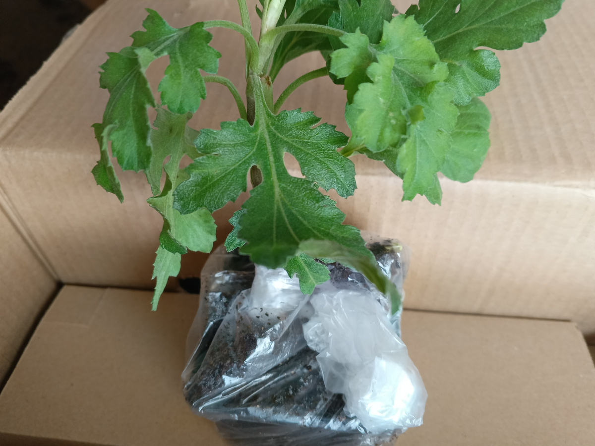 фото автора: хризантема Памела Бронз