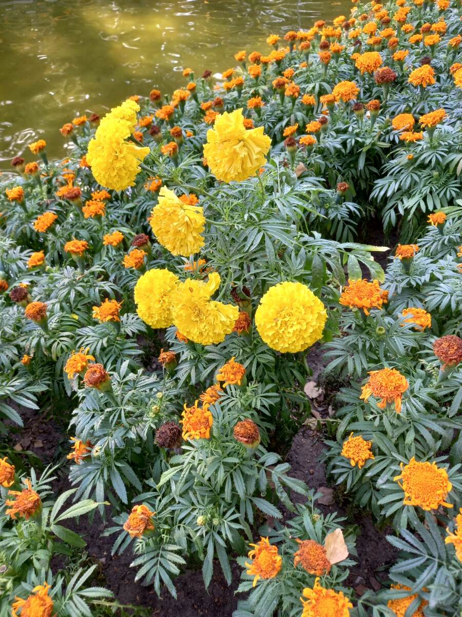 Бархатцы. Фото автора.