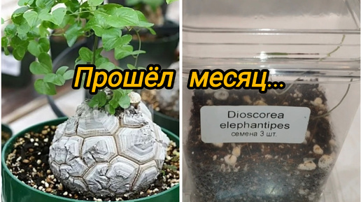 Посевам Dioscorea elеfantipes месяц. Проверим на результат.