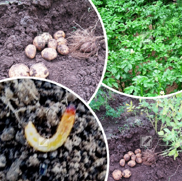 коллаж из фото автора