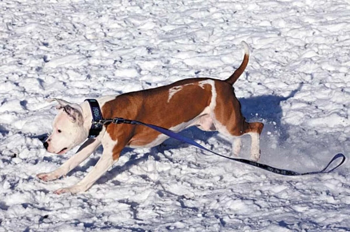    В Перми женщина отсудила компенсацию после нападения большой собаки