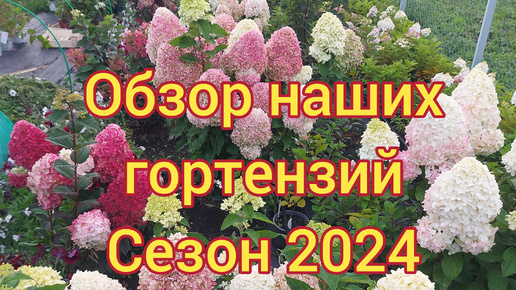 Обзор гортензий . Осень 2024. Саженцы заказ ☎️89059824457