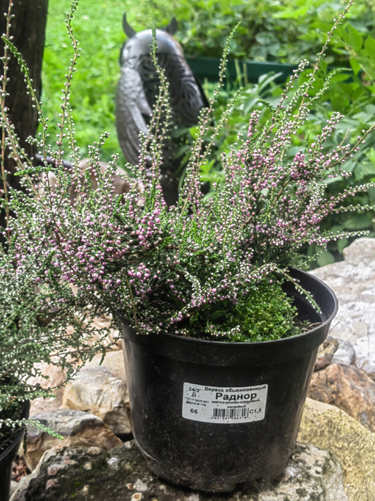 (Calluna vulgaris Radnor)Вереск обыкновенный "Раднор".Один из самых надёжных и здоровых сортов вереска. Цветки от розовых до фиолетво-розовых, махровые, в коротких густых соцветиях. Цветение обильное, в августе-сентябре. Листва зелёная. Кустик плоской формы, компактный, высотой 20-25 см. Очень любит мульчу.