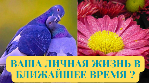 ВАША ЛИЧНАЯ ЖИЗНЬ В БЛИЖАЙШЕЕ ВРЕМЯ