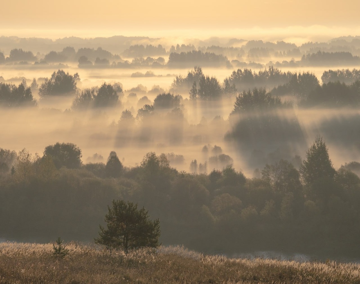 Берега реки Молома 