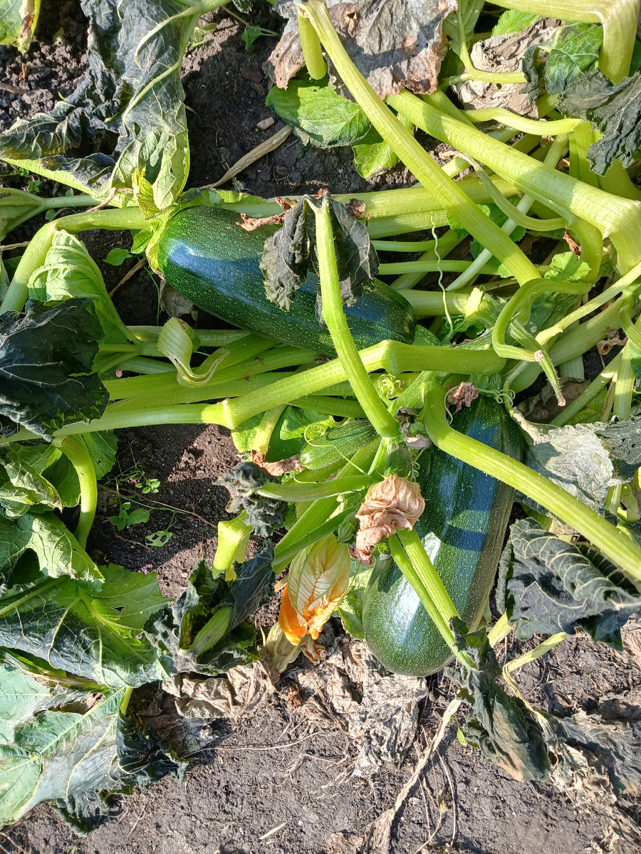 Видно как у кабачков прихватило листья от холода 