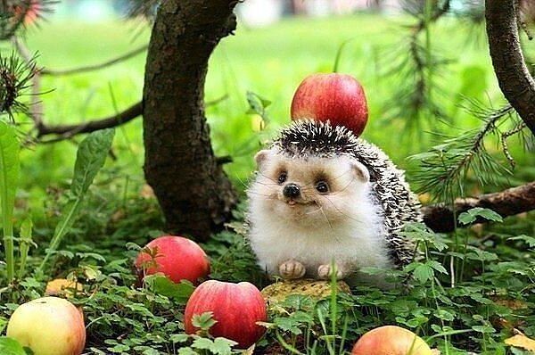 Какие такие фото