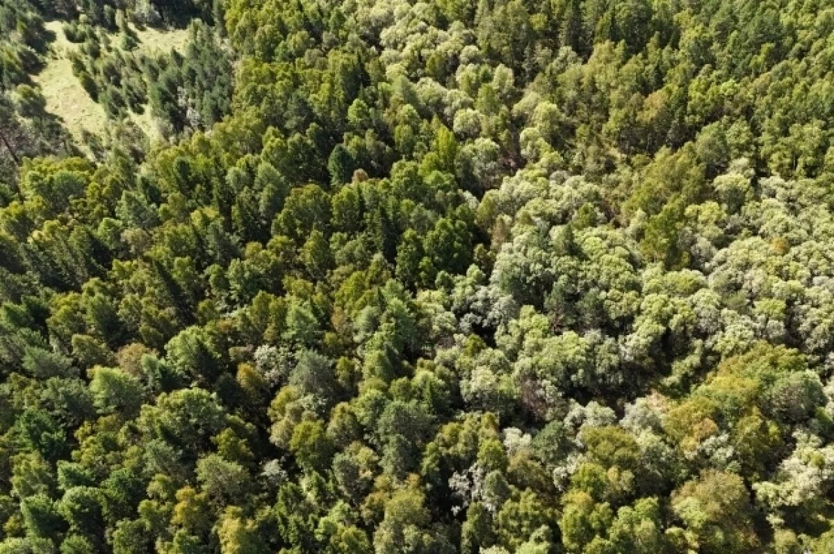    Опасных вредителей, поедающих деревья, нашли в владимирских лесах