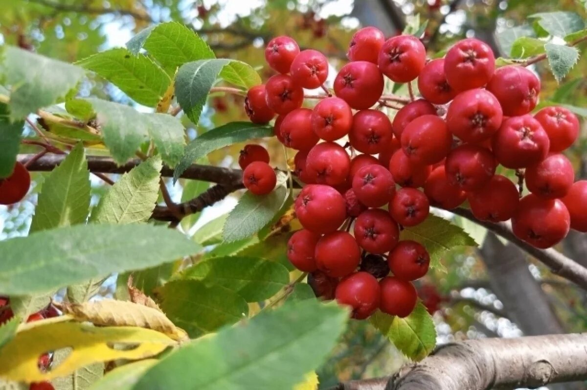    До +27 градусов ожидается в Псковской области 18 сентября