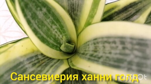 18.09.2024г. Нижний Новгород || Растения в продаже || Папоротники, Сансевиерии, Замиокулькасы