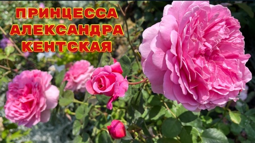 Роза Принцесса Александра Кентская Austin Великобритания, 2007(2годка)06.07.24