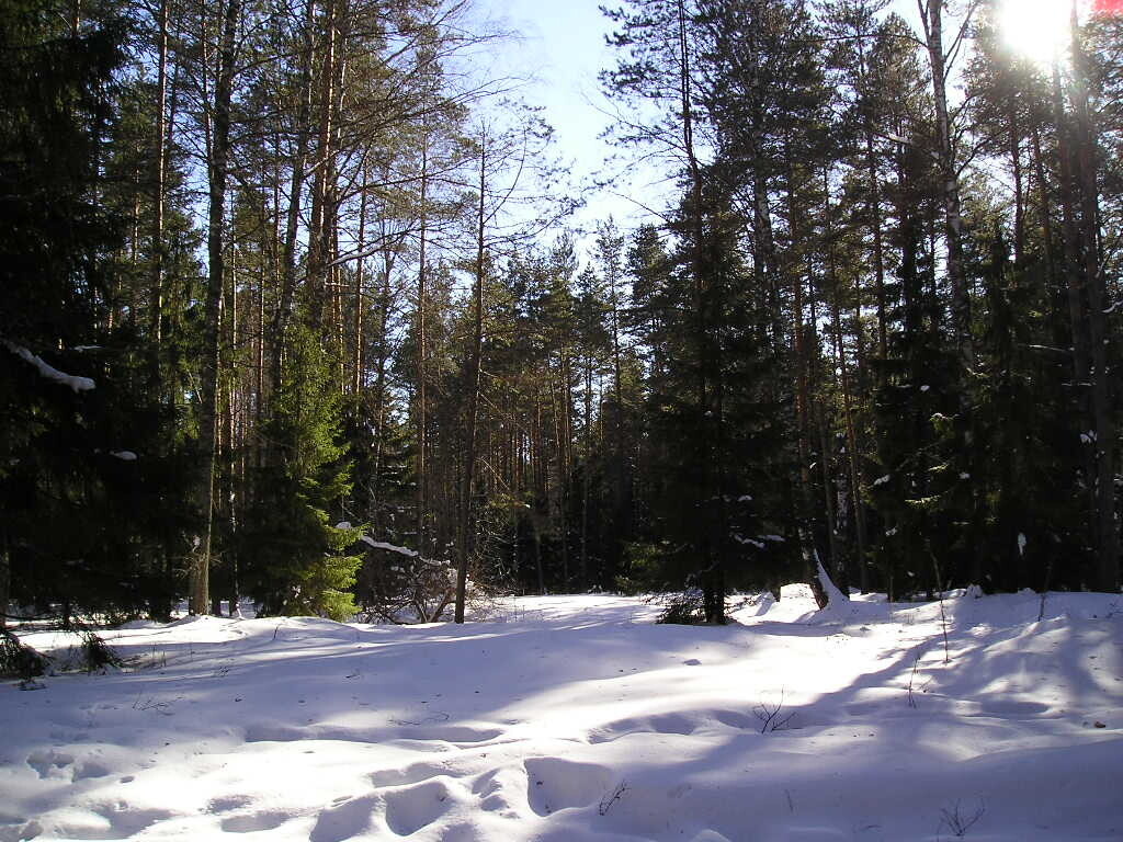 
Южная тайга - Балтасинский район. Фото: © Команда Кочующие