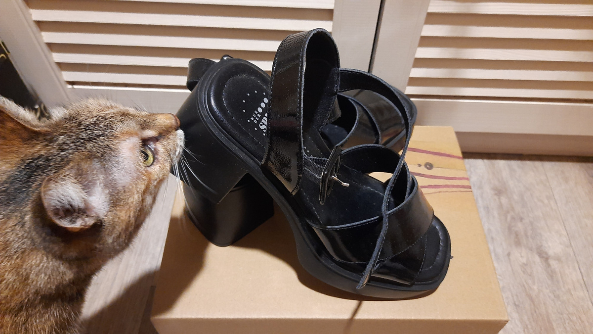Анфиска изучает новую обувь. Фото автора.
