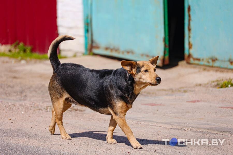     Фото: Tochka.by
В ходе санэпидемического расследования было установлено, что более 70 человек гладили, трогали больных животных.