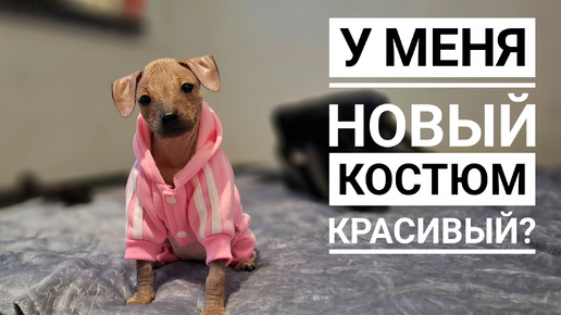 Новый костюм для собачки, Мия на спорте)