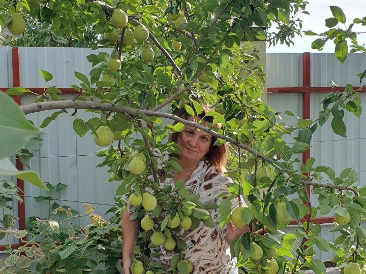 Обрезка груши: как сформировать крону и повысить урожайность